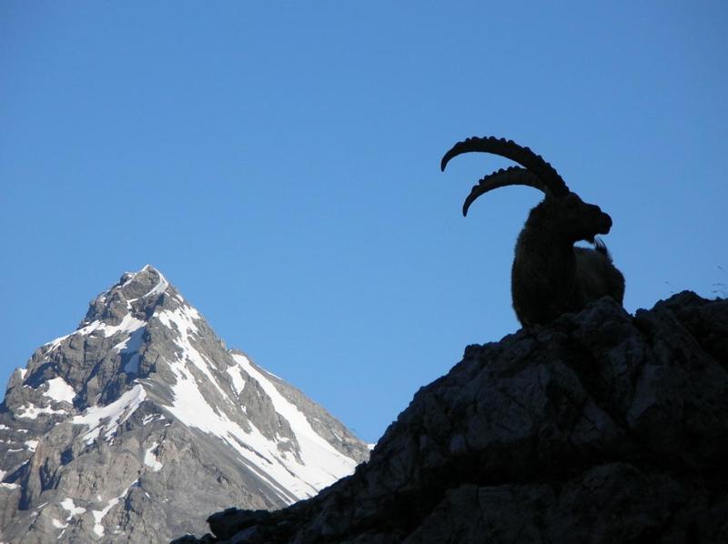 Rifugio Ghiacciaio Dei Forni Hotel Valfurva Exterior foto